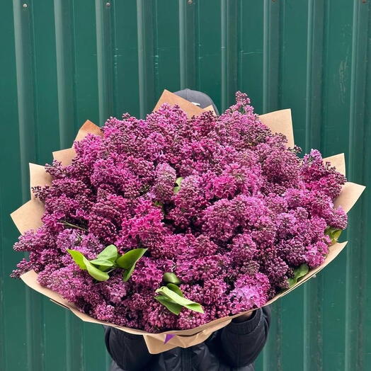 Siren - Lilac