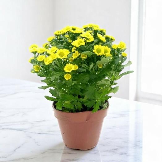 Chrysanthemum IG Mad Ringa Yellow | Potted Flowering Plant for Indoors   Outdoors – Vibrant Yellow Blooms