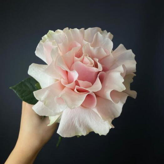 Французская Роза Пинк Мондиаль