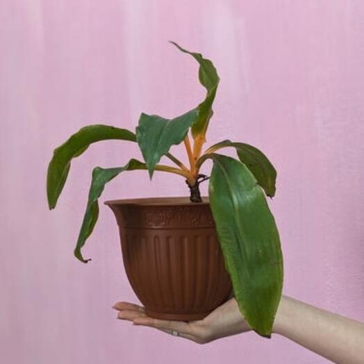 Chlorophytum "1