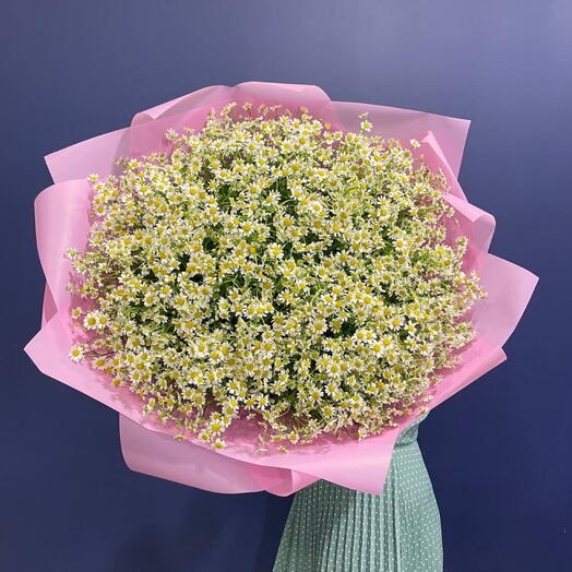 Ромашки 101