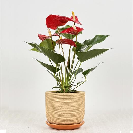 Антуриум красный, в кремовом керамическом горшке с поддоном, высота 30-35см