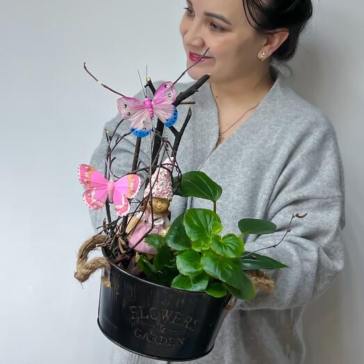 Комнатные растения антуриум, бегония  с декором в металлическом кашпо