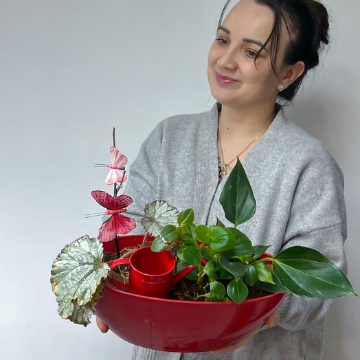 Мини садик с бегониями и антуриумом, красной леечкой с декором в красном кашпо
