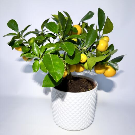 Каламондин, Мандарин, Мандариновое дерево с плодами в белом кашпо с автополивом, 30см, 1шт