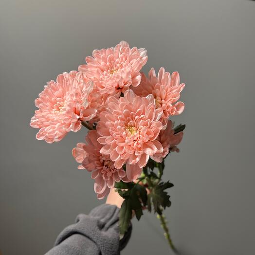 Peach Chrysanthemum