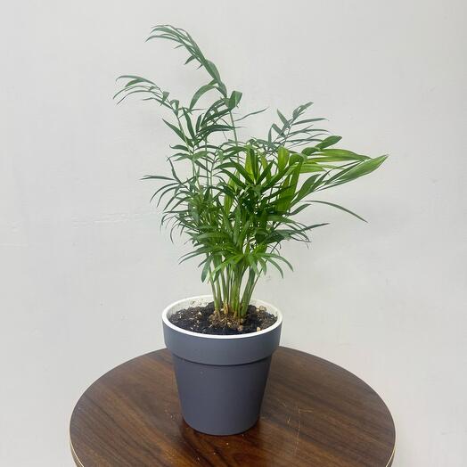 Хамедорея (30см)