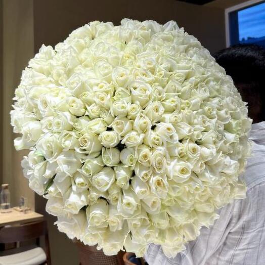 151 Белая роза