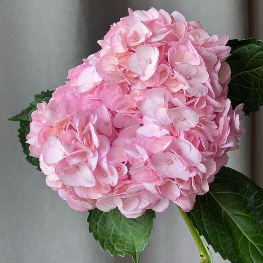 Гортензия нежная розовая🎀 Цветы в подарок маме, жене, любимой девушке, женщине на день рождение букет гортензий