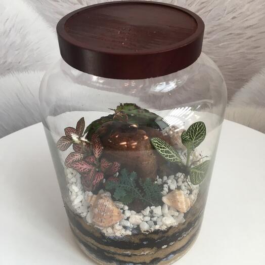 Флорариум с разноцветными фитониями, силагинелой и флорариумной бегонией