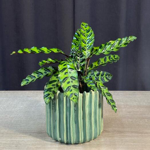 Калатея лансифолия в кашпо Рельеф