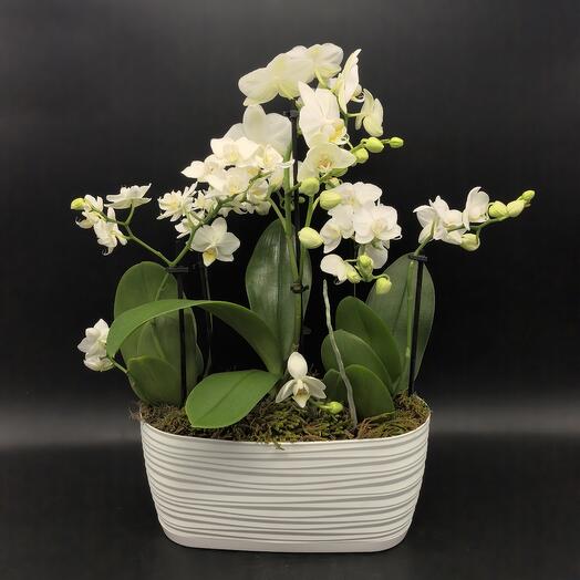 Белые нежные Орхидеи фаленопсис в овальном кашпо