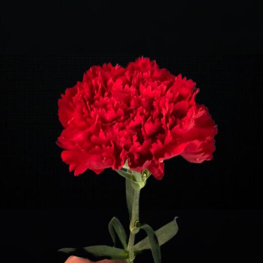 Гвоздика Красная
