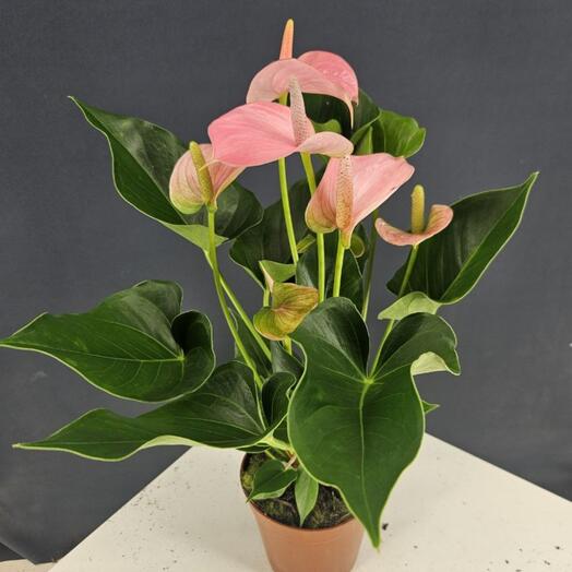 Антуриум Розовый Чемпион, пышный, высокий