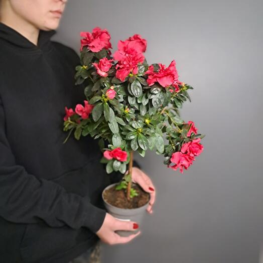 Азалия Штамп малиновая