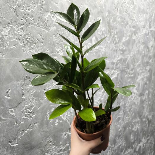 Комнатное растение Замиокулькас