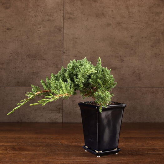 Бонсай Можжевельник каскад в синей плошке 25 см