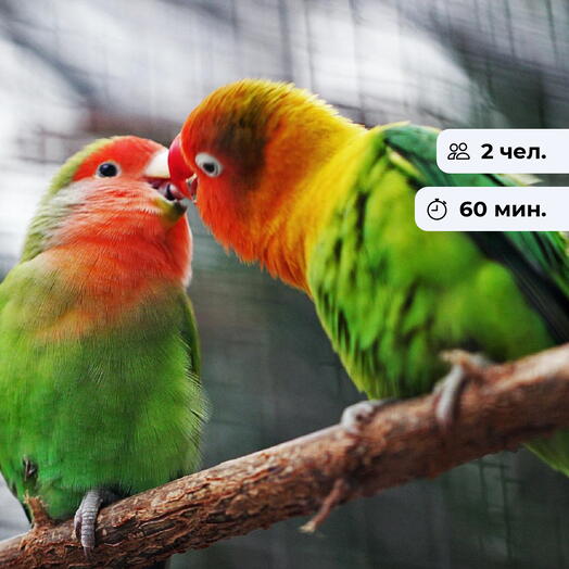 Пернатые друзья.  Посещение дома ручных попугаев