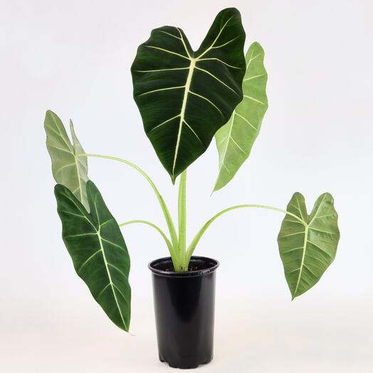 Алоказия Фрайдек "Бархатные листья", D-14 см