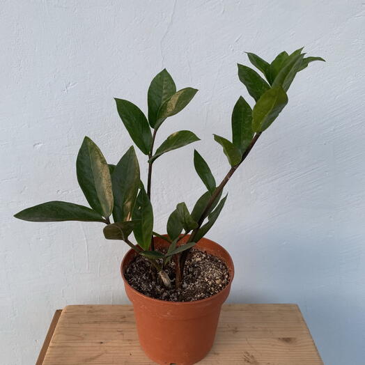 Комнатное растение замиокулькас