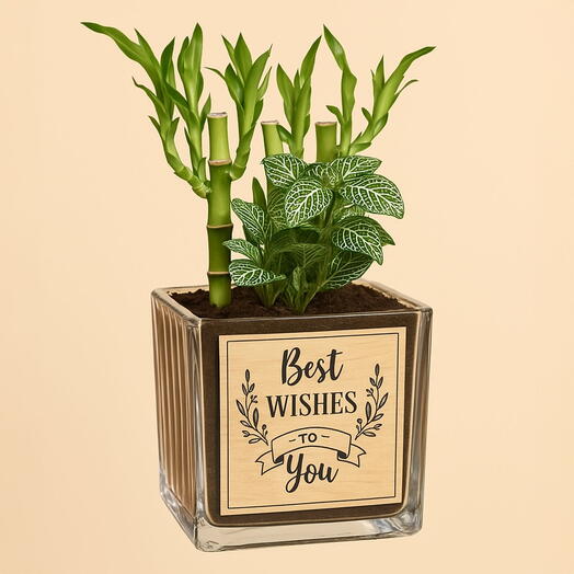 Best Wishes Lucky Bamboo N Fittonia
