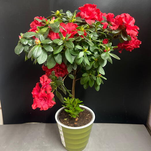 Азалия красная на штаме в кашпо