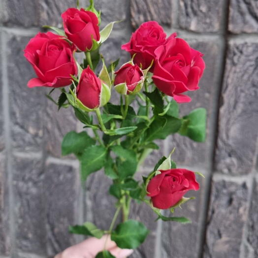 Роза кустовая