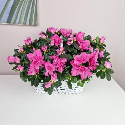 Азалия в белой корзине