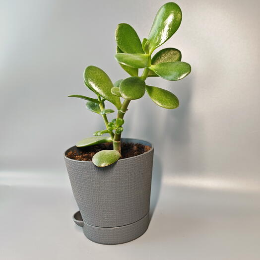 Крассула Дерево денежное 1-7