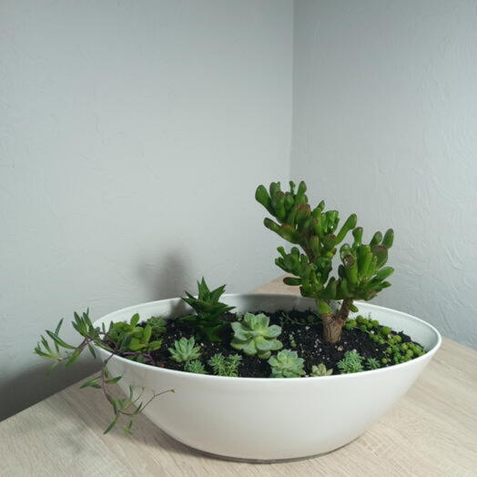 Сад из суккулентов