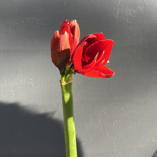 Амариллис красный