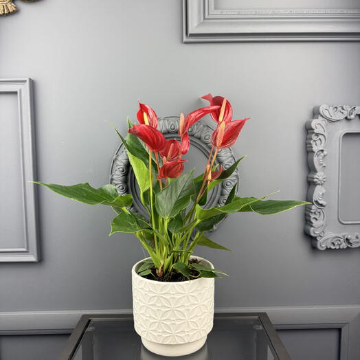 Антуриум Бандерола в белом керамическом кашпо D 14 Высота 40 см