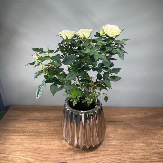 Чайная белая нежная кустовая роза в серебристом кашпо