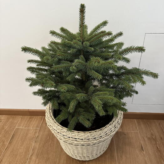 Ель живая в кашпо из ротанга( липа светлая)