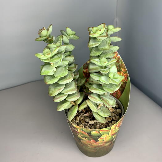 Крассула Brevifolia