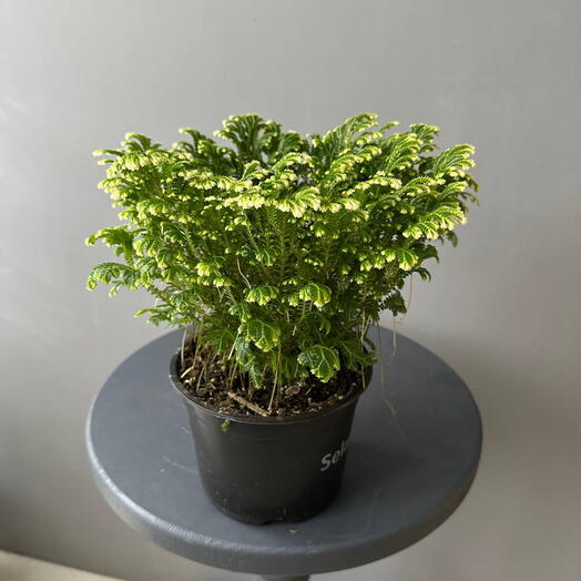 Селагинелла Йори