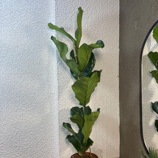 Фикус лирата