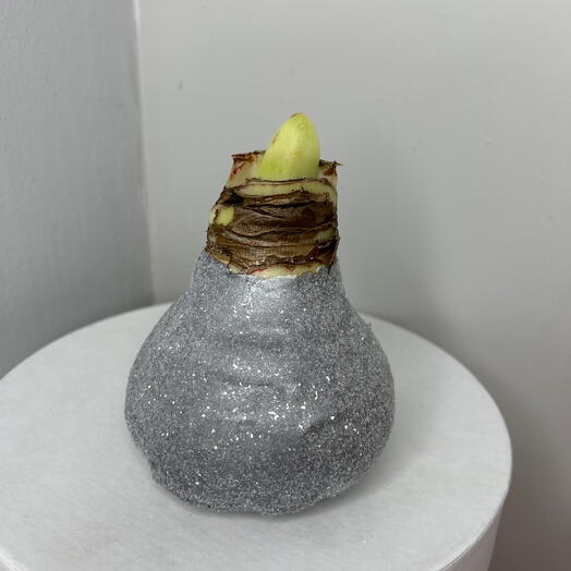 Амаралис луковица серебряная