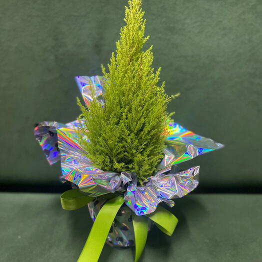 Комнатное растение кипарис с оформлением