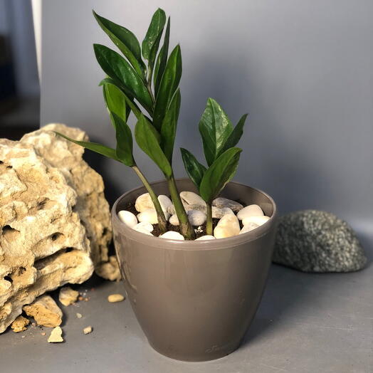 Комнатное растение замиокулькас в кашпо