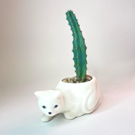 Succulent in the elephant pot