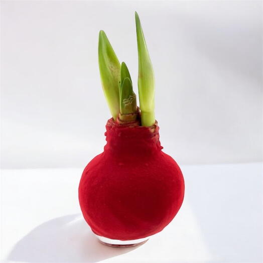 Амариллис + подарочный пакет + открытка