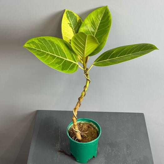 Эффектный трехцветный Фикус с крупными листьями на витом стволе - НОВИНКА 💚 по супер цене 💚