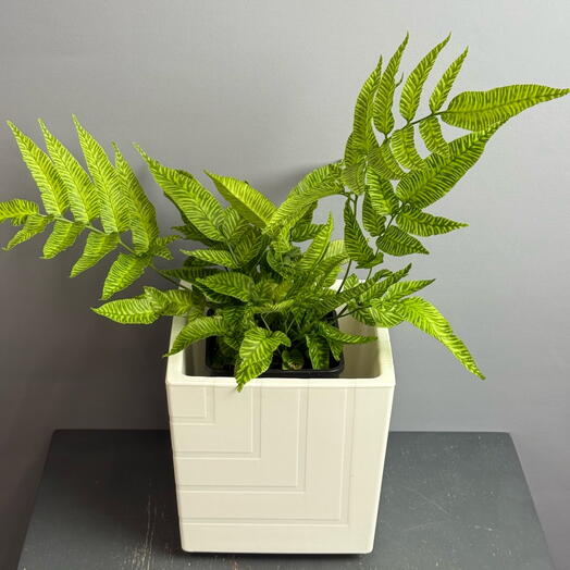 Удивительной красоты папоротник с расписными длинными листьями в стильном белом горшке ☘️