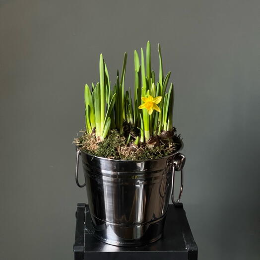 Нарциссы в жестяном кашпо