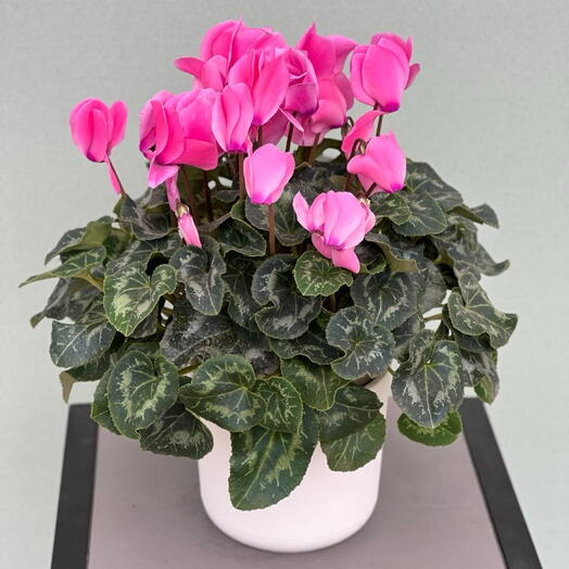 Комнатное растение ЦИКЛАМЕН (CYCLAMEN)
