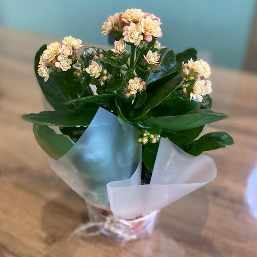 Каланхое кремовый