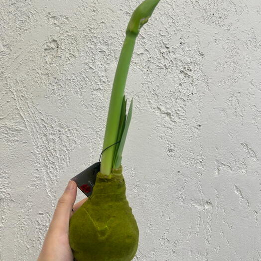 Комнатное растение амариллис в воске