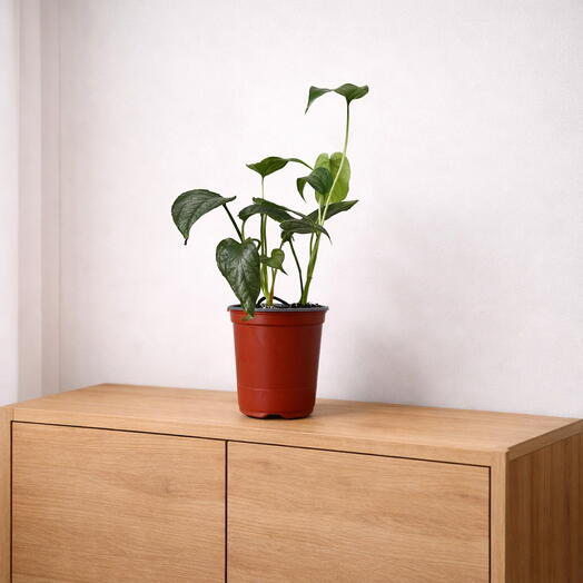 Monstera Siltepecana