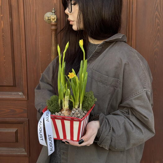 Луковичные нарциссы в керамическом кашпо